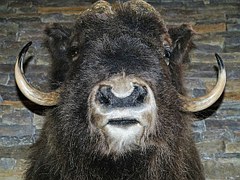 Tête de buffle empaillée par un taxidermiste