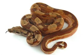 Le python fournit un cuir de qualité