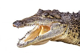 Cuir de crocodile