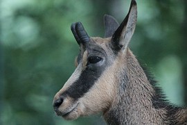 Animal peau de chamois