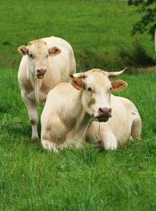 Vache aubrac