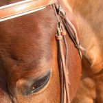 licol en cuir
